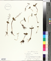 Listera australis image