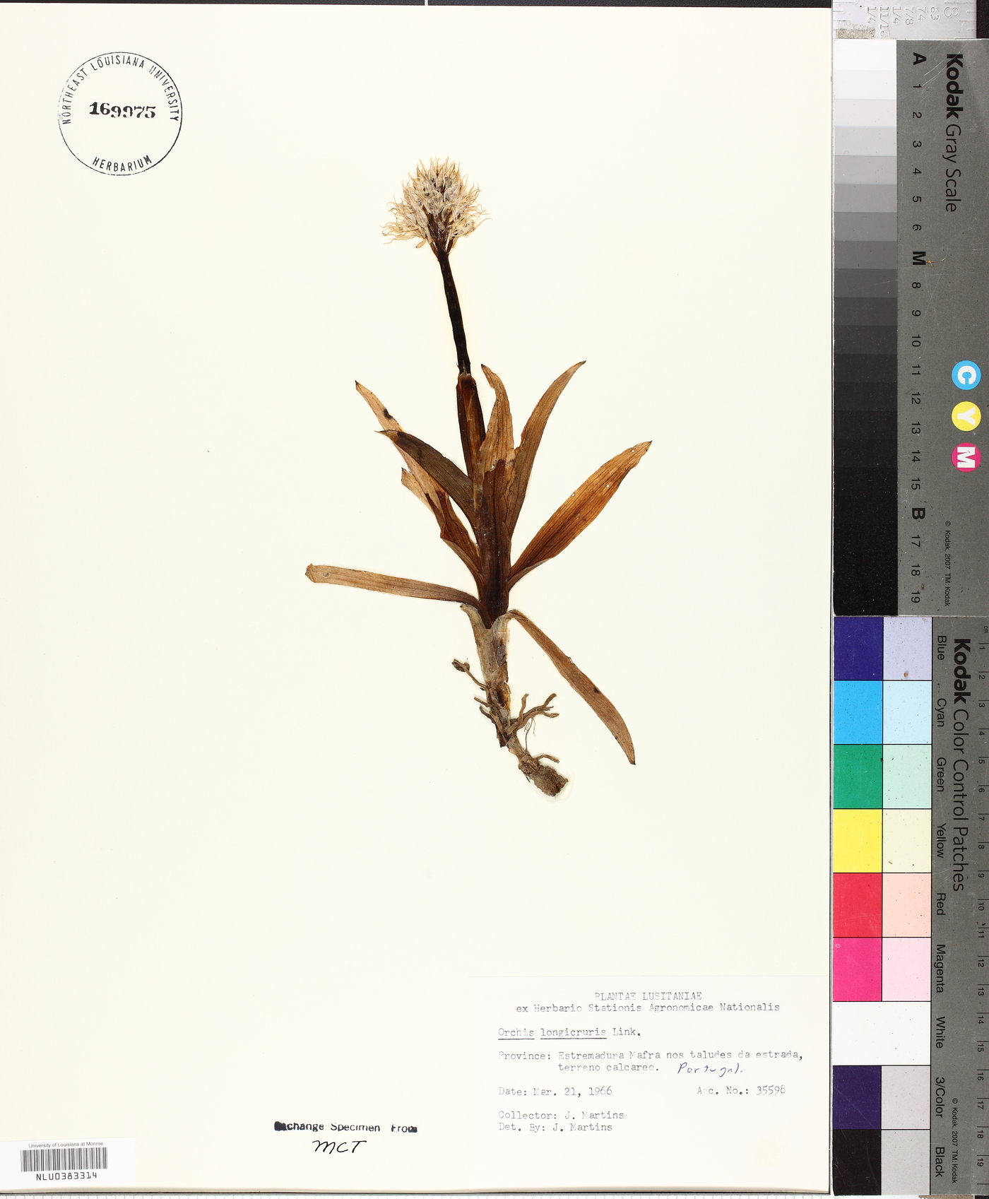 Orchis italica image