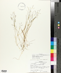 Agrostis elliottiana image