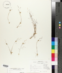 Agrostis elliottiana image