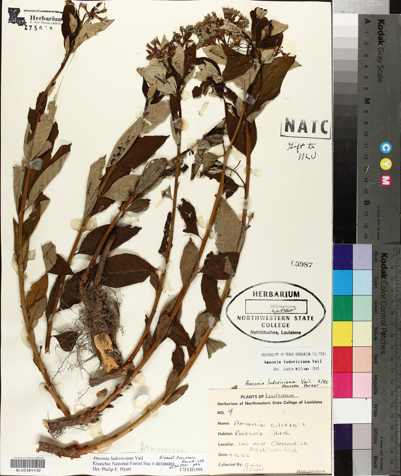 Amsonia ludoviciana image