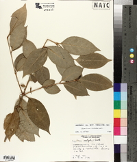 Ligustrum lucidum image