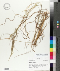 Andropogon virginicus var. virginicus image