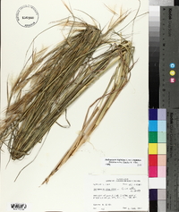 Andropogon virginicus var. virginicus image