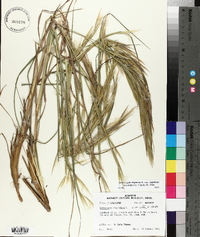 Andropogon virginicus var. virginicus image