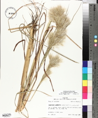 Andropogon glomeratus image