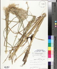 Andropogon glomeratus image