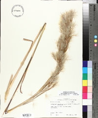 Andropogon glomeratus var. pumilus image