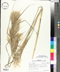 Andropogon glomeratus image