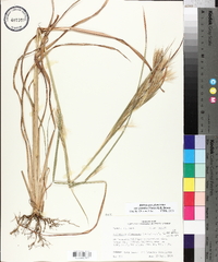 Andropogon glomeratus var. pumilus image