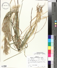 Andropogon glomeratus image