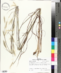 Andropogon ternarius image