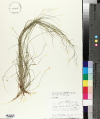 Aristida oligantha image