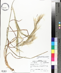 Andropogon virginicus var. virginicus image