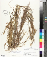 Andropogon virginicus var. virginicus image