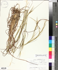 Andropogon virginicus var. virginicus image