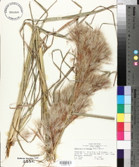 Andropogon glomeratus image