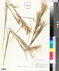 Andropogon glomeratus image