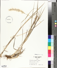 Bothriochloa saccharoides image