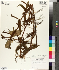 Ludwigia octovalvis image