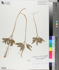 Cardamine parviflora image