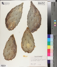 Opuntia mesacantha image