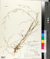 Aristida oligantha image