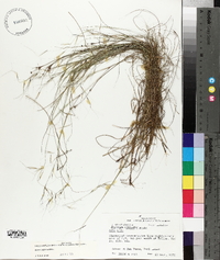 Aristida oligantha image