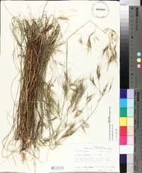 Aristida desmantha image