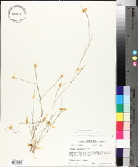 Aristida dichotoma image