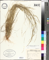 Aristida dichotoma image