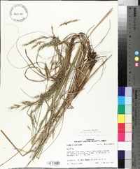 Aristida lanosa image