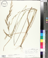 Aristida lanosa image