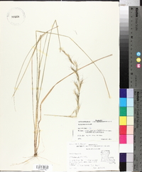 Aristida lanosa image