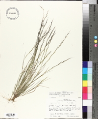 Aristida longespica image