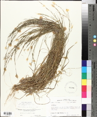 Aristida longespica var. geniculata image