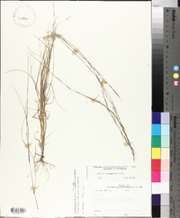 Aristida longespica image