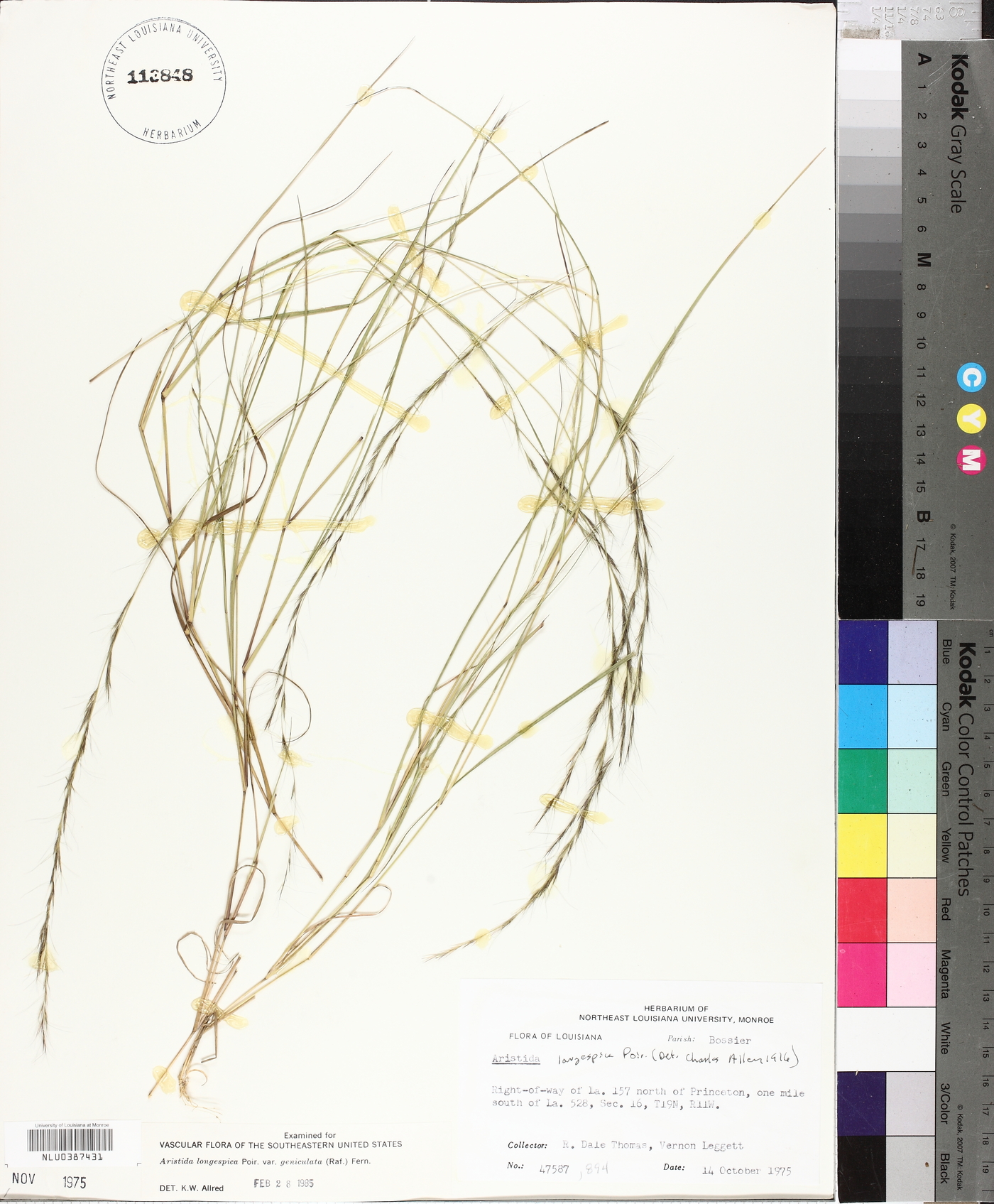 Aristida longespica var. geniculata image