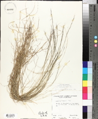 Aristida longespica var. geniculata image