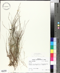 Aristida longespica var. longespica image