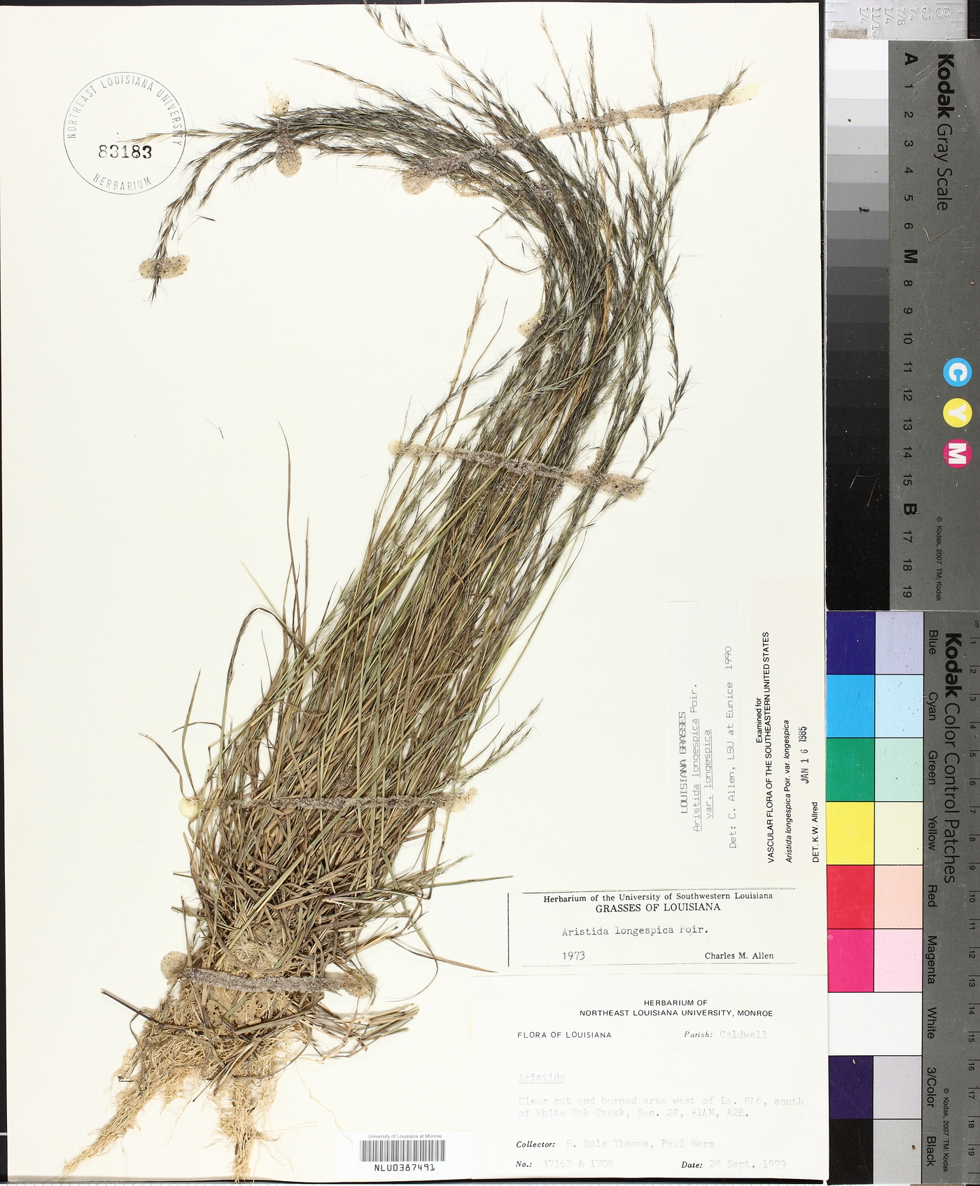 Aristida longespica var. longespica image