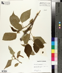 Broussonetia papyrifera image