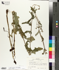 Nabalus barbatus image