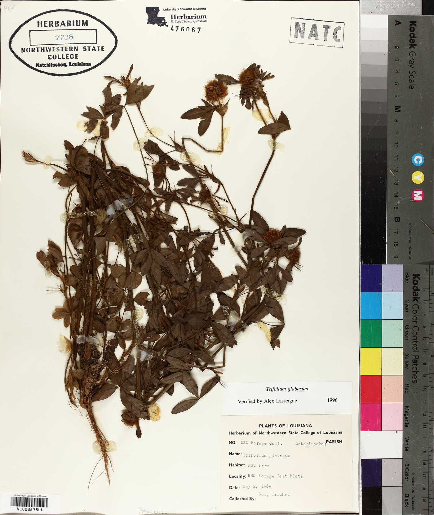 Trifolium globosum image