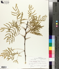 Prosopis glandulosa var. glandulosa image