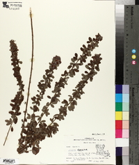 Lespedeza stuevei image