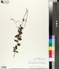 Desmodium ciliare image