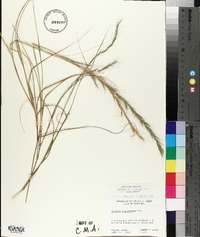 Aristida purpurascens var. purpurascens image