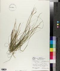 Aristida dichotoma image