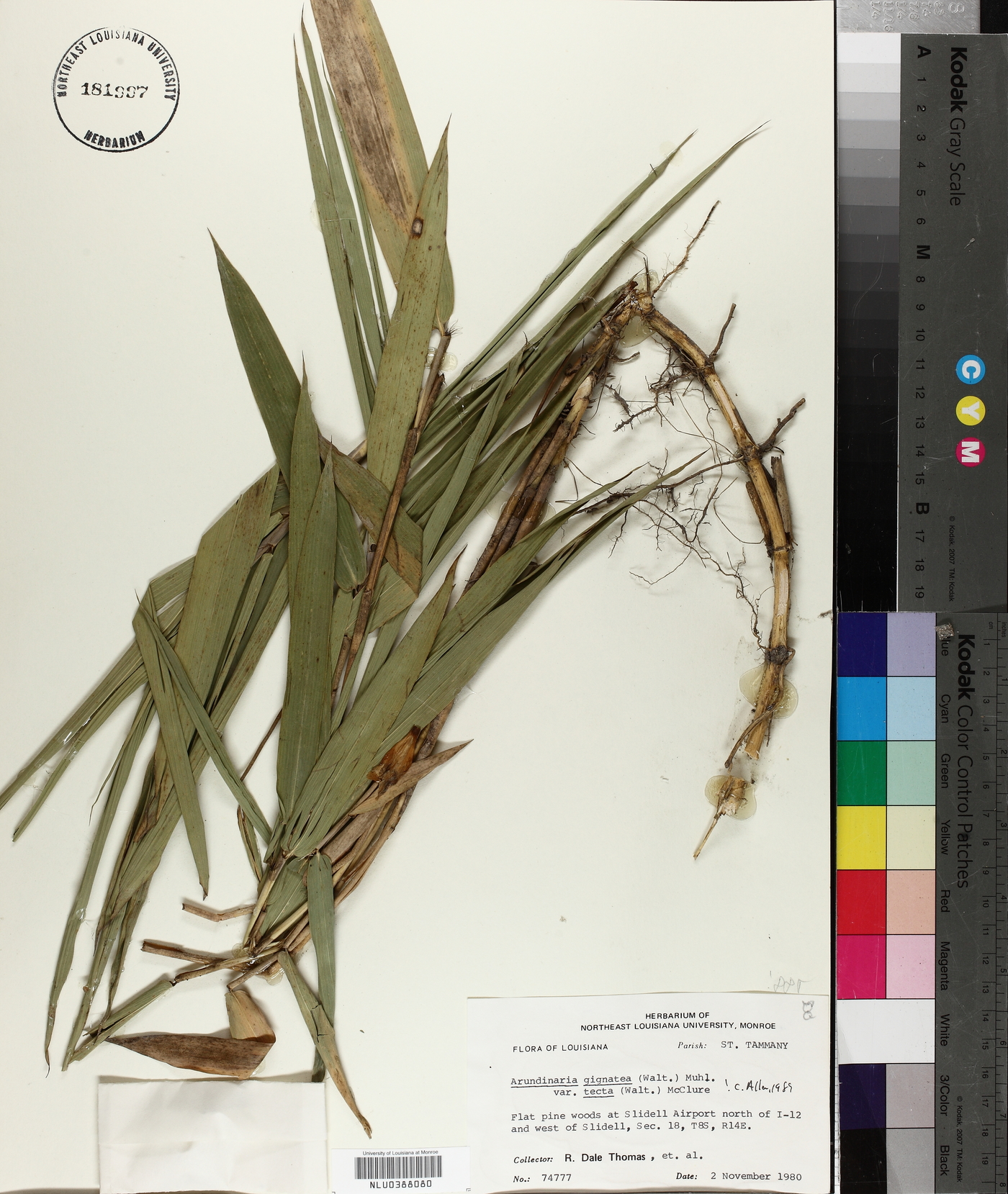 Arundinaria tecta image